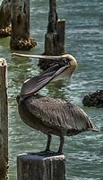 Image result for Pelican Yawning