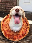 Image result for Sharing Pizza with Dog