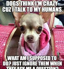 Image result for High Chihuahua Meme