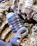 Image result for White Ducky Isopod