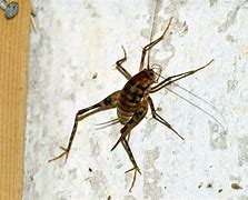 Image result for Spider Cricket Pictures