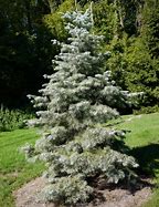Image result for Abies concolor Blue Baby (Minima)