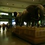 Image result for American Museum of Natural History Tickets