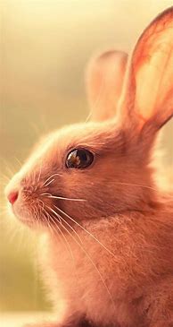 Image result for Cute Bunny Wallpaper iPhone