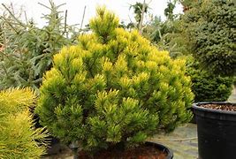 Image result for Pinus mugo Ophir