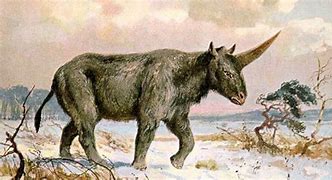 Image result for Is a Siberian Unicorn a Rhino
