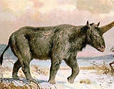 Image result for Isn Unicorn a Rhino