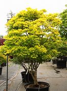 Image result for Acer shirasawanum Aureum