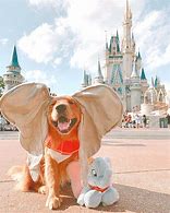 Image result for Yellow Lab Dumbo Costume
