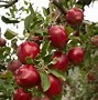 Image result for Red Apple Tree