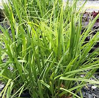 Image result for Carex grayi