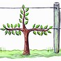 Image result for Espalier Persimmon