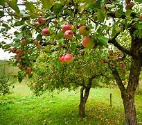 Image result for Apple Orchard Photos