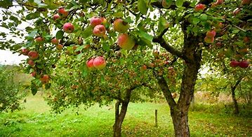 Image result for heirloom apples orchards