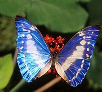 Image result for Butterflies Wallpaper HD