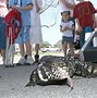 Image result for Miami Large Dark Gray Lizard