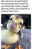 Image result for Wholesome Duck Memes