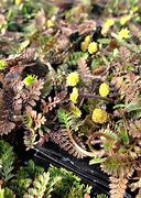 Image result for Leptinella squalida