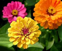 Image result for co_to_znaczy_zinnia