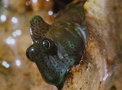 Image result for Animal Planet fish