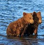 Image result for Bear and Cub Hunt