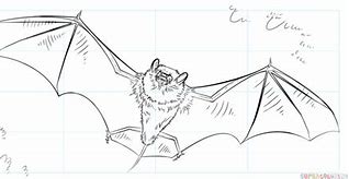 Image result for Realistic Bat Sketch Printable