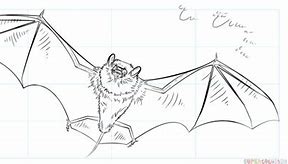 Image result for Wolf and Bat Drawing
