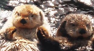 Image result for 4S Otter