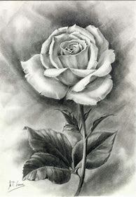 Image result for Dibujos De Rosas a Lapiz