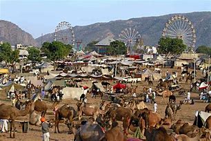 Image result for Pushkar Camel Fair Dining