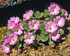 Image result for Primula allionii Elisabeth Earl