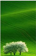 Image result for Green Wallpaper 4K Phone