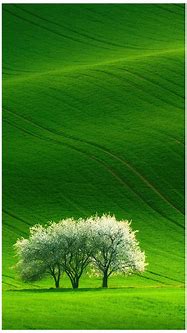 Image result for Green Wallpapers Fpr Phone