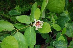 Image result for Calycanthus Venus