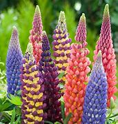 Image result for Lupinus The Châtelaine