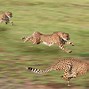 Image result for Wallpaper of Cheetah