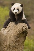 Image result for Baby Panda Bear in Tree