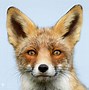 Image result for Fox Eyes Animal