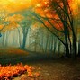 Image result for Rain Falling Forest