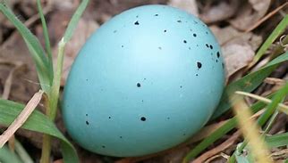 Image result for Oeuf Spherique
