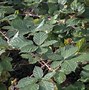 Image result for BlackBerry Overgrowth