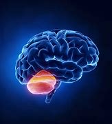 Image result for Fun Facts About Cerebellum