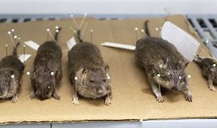 Image result for Newy York Rat