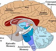 Image result for Brain Memory Cells
