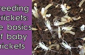 Image result for Raising Crickets