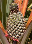 Image result for Ananas Pineapple
