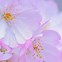 Image result for Japanese Cherry Blossom Wallpaper