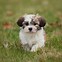 Image result for Cute Small Dog Breeds