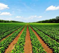 Image result for Agriculture Land with Soil