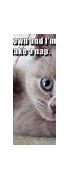 Image result for Full of Cat Meme